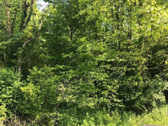 0 Long Creek Road Robbinsville, NC 28771 - Photo 3 of 4