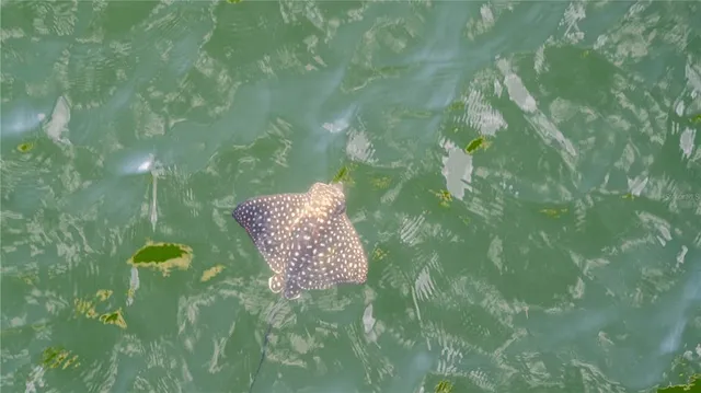 $250,000 | 4650 Emerson Avenue South, St. Petersburg, FL 33711