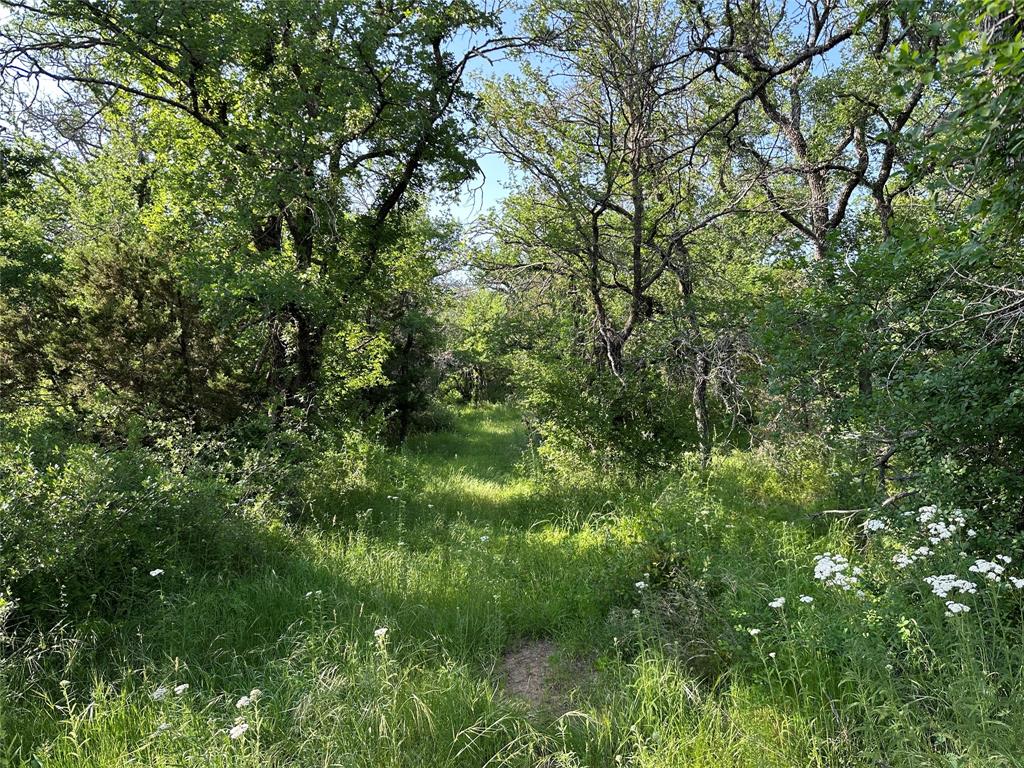 5730 Gobbler Hollow Road Brownwood, TX 76801 - Photo 13 of 37 a view of a lush green forest