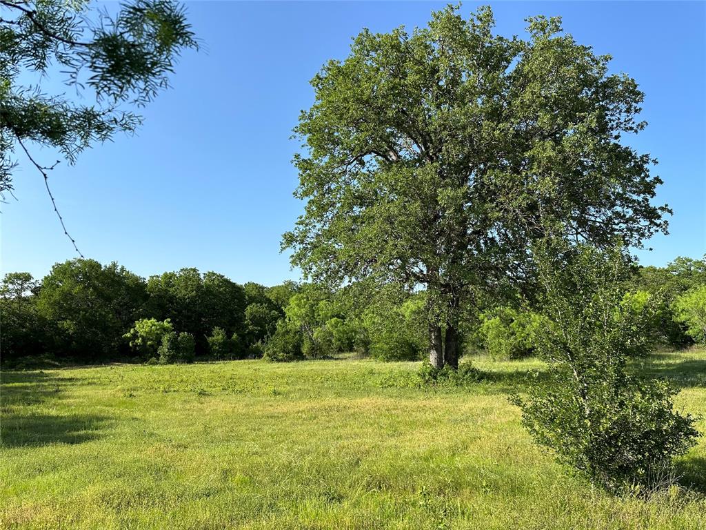5730 Gobbler Hollow Road Brownwood, TX 76801 - Photo 17 of 37 a view of a yard with a tree