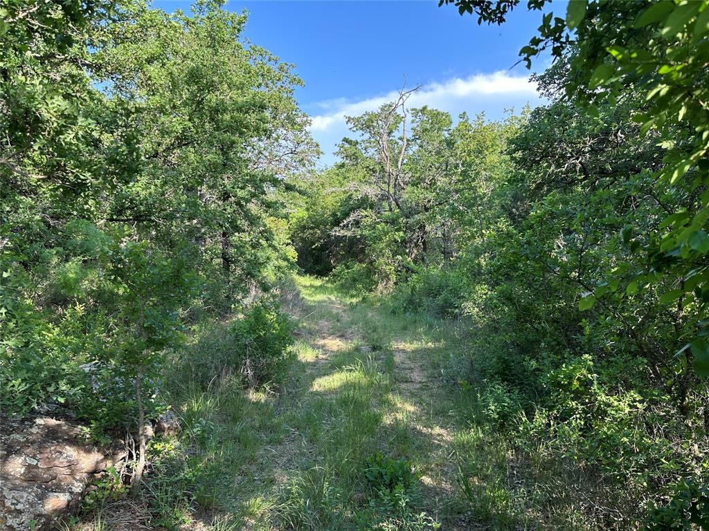 5730 Gobbler Hollow Road Brownwood, TX 76801 - Photo 21 of 37 a view of a lush green forest