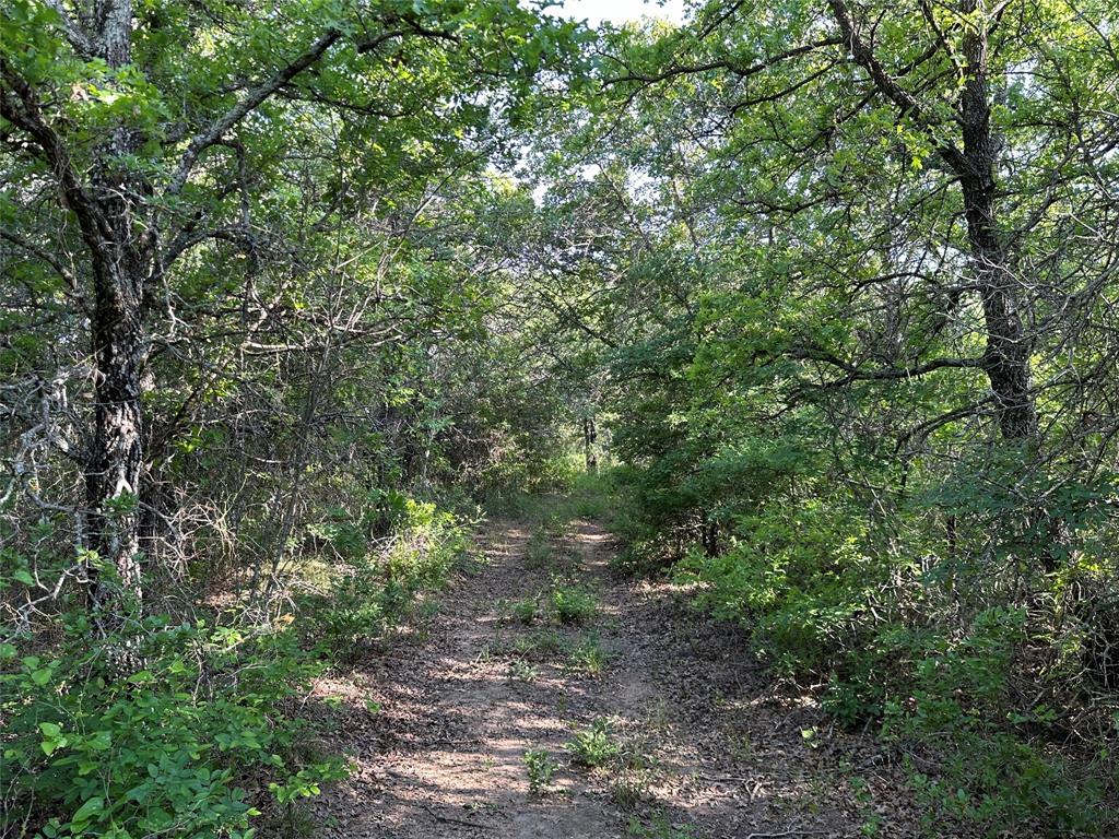 5730 Gobbler Hollow Road Brownwood, TX 76801 - Photo 22 of 37 a view of a forest with lots of trees