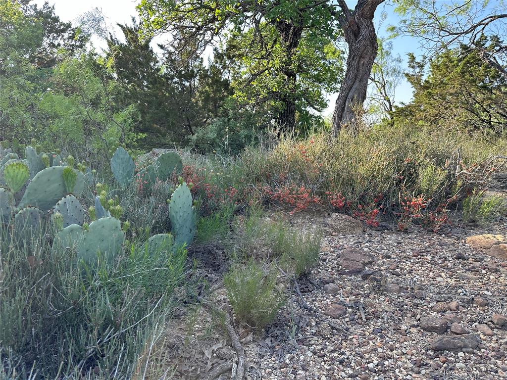 5730 Gobbler Hollow Road Brownwood, TX 76801 - Photo 26 of 37 a view of a forest filled with trees