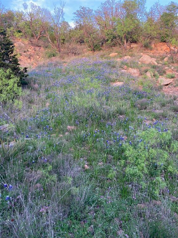 5730 Gobbler Hollow Road Brownwood, TX 76801 - Photo 3 of 37 a view of forest