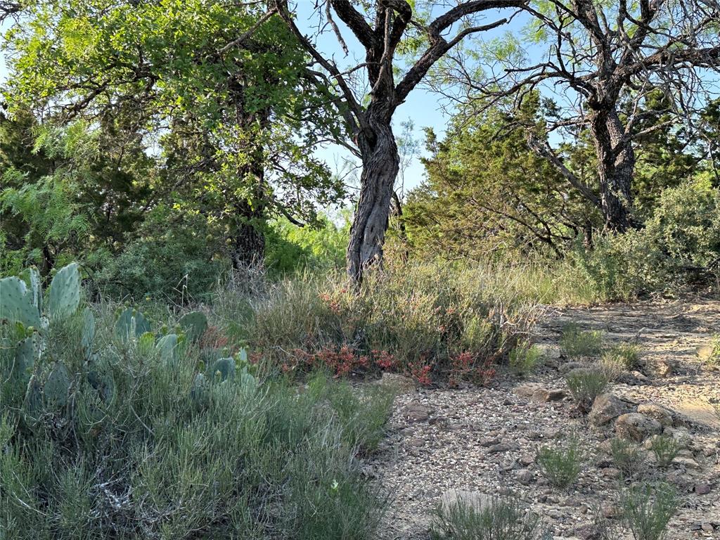 5730 Gobbler Hollow Road Brownwood, TX 76801 - Photo 4 of 37 a view of a forest filled with trees