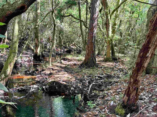 a view of a forest filled with trees
