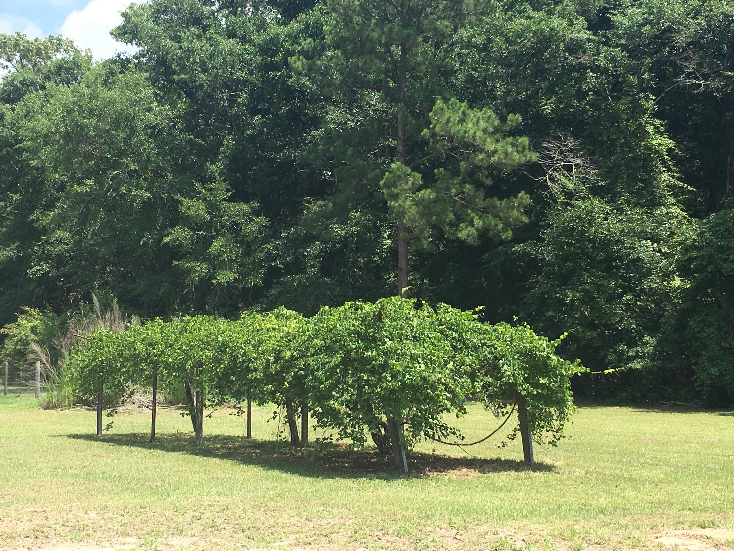 121 Ruffin Road Walterboro, SC 29488 - Photo 25 of 25 121 Ruffin Road