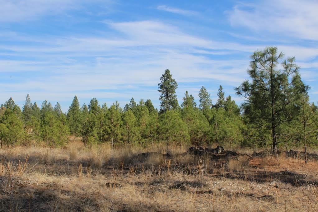 13210 South Short Road Cheney, WA 99004 - Photo 15 of 17