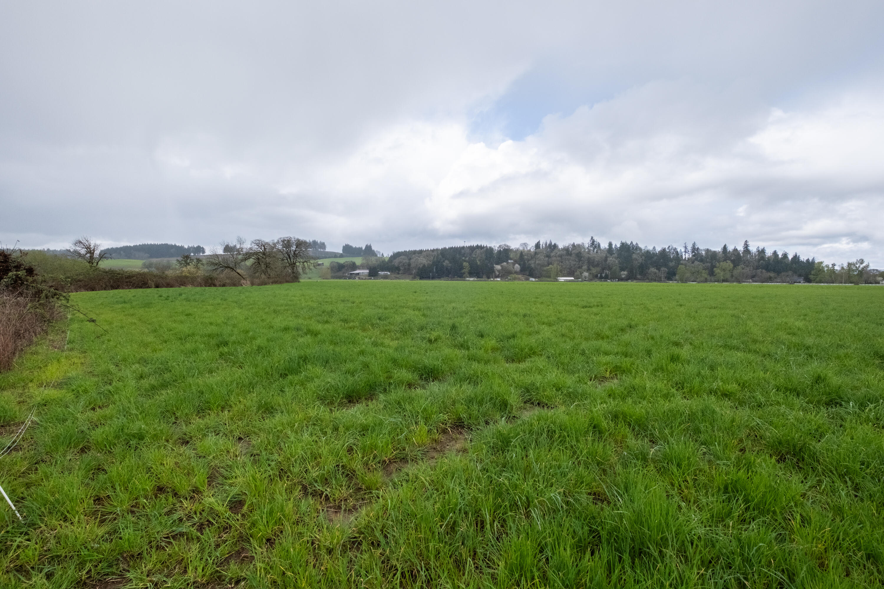 0 Applegate Trail Junction City, OR 97448 - Photo 13 of 27 a view of a big yard with plants and large trees