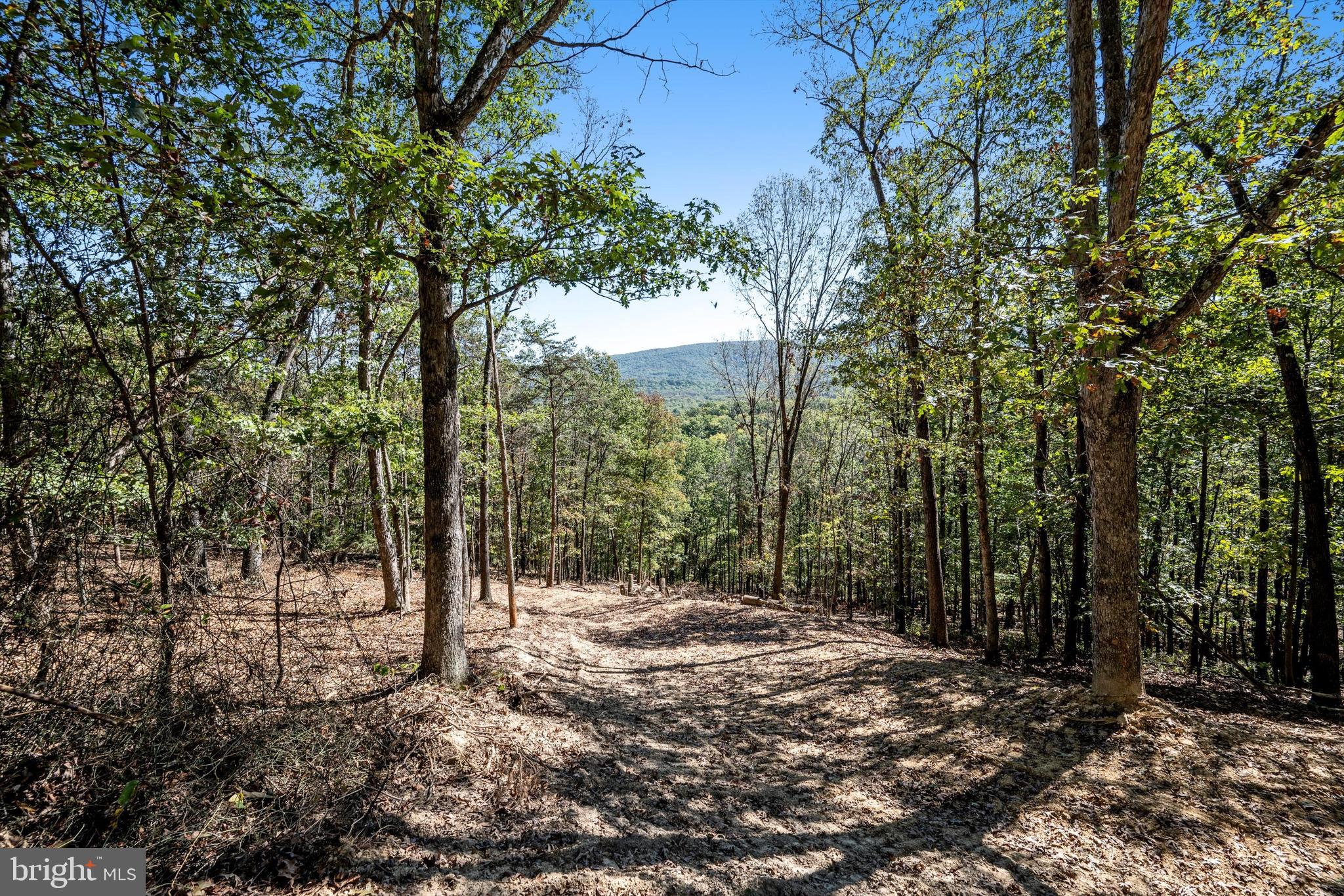 a view of a forest with trees in the background