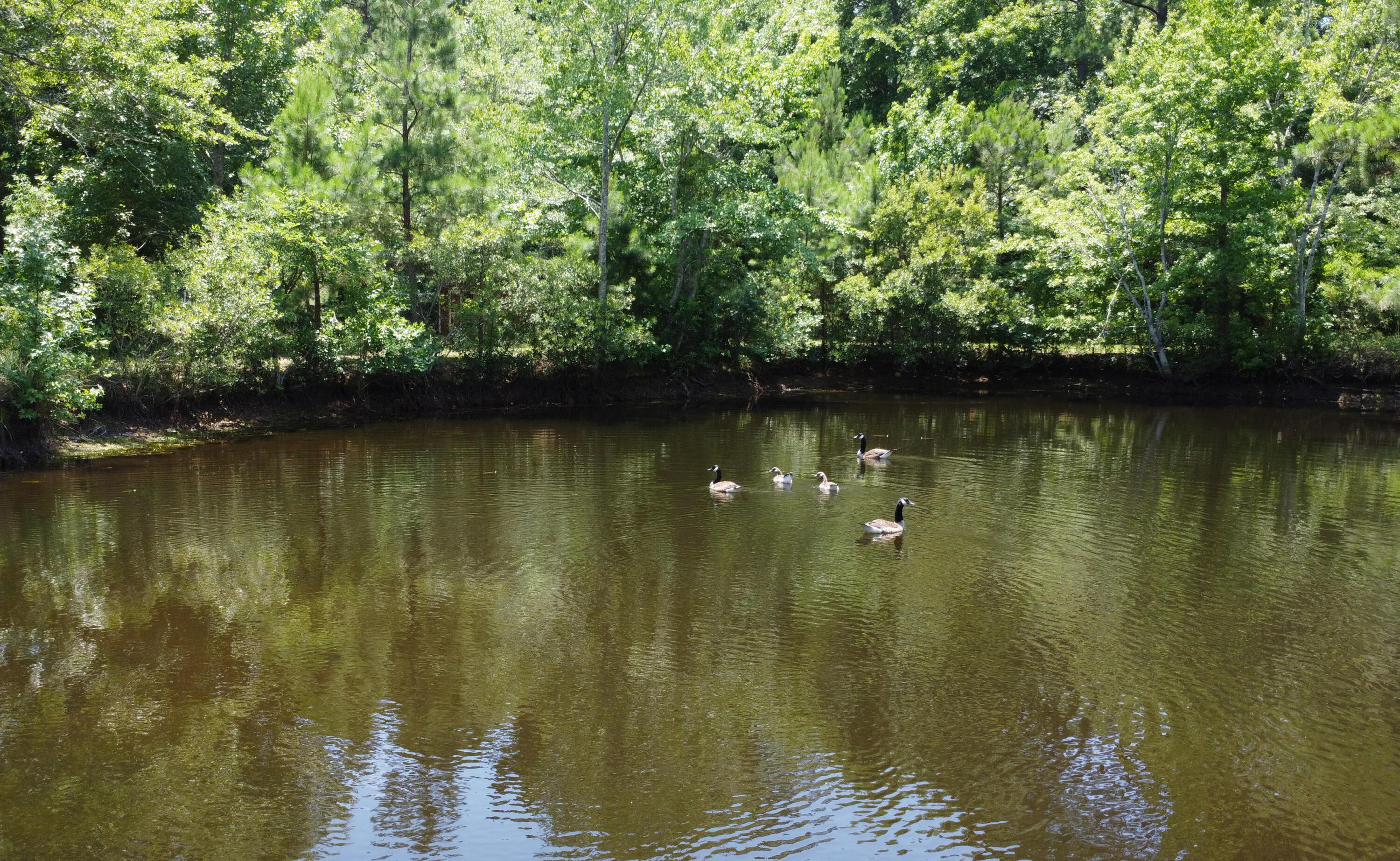 8142 Doar Road Awendaw, SC 29429 - Photo 6 of 31 6-geese pond