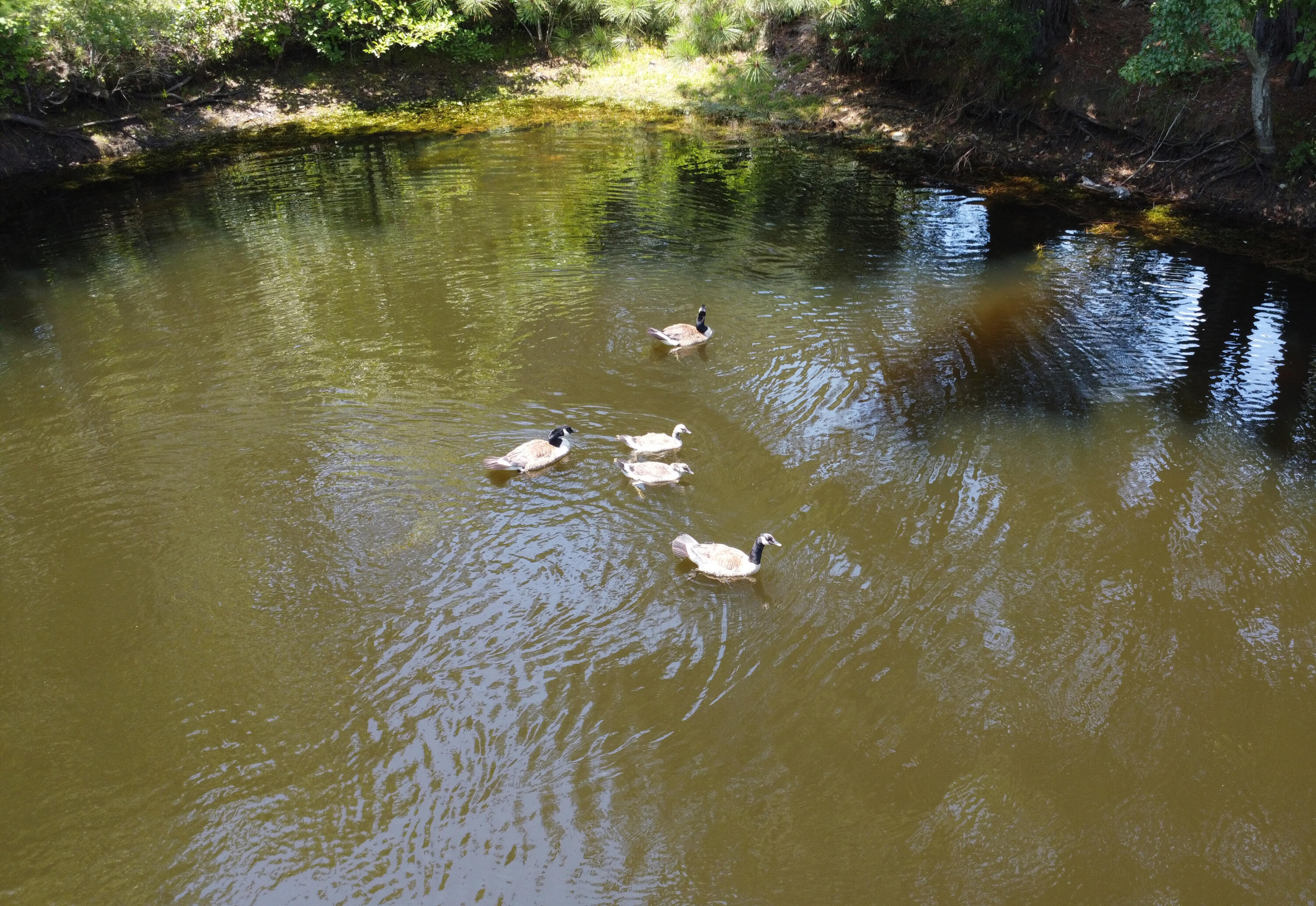 8142 Doar Road Awendaw, SC 29429 - Photo 7 of 31 7-Geese