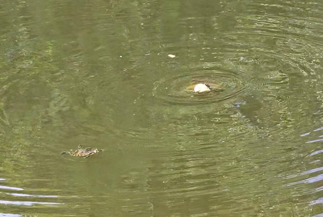 8142 Doar Road Awendaw, SC 29429 - Photo 9 of 31 Turtles