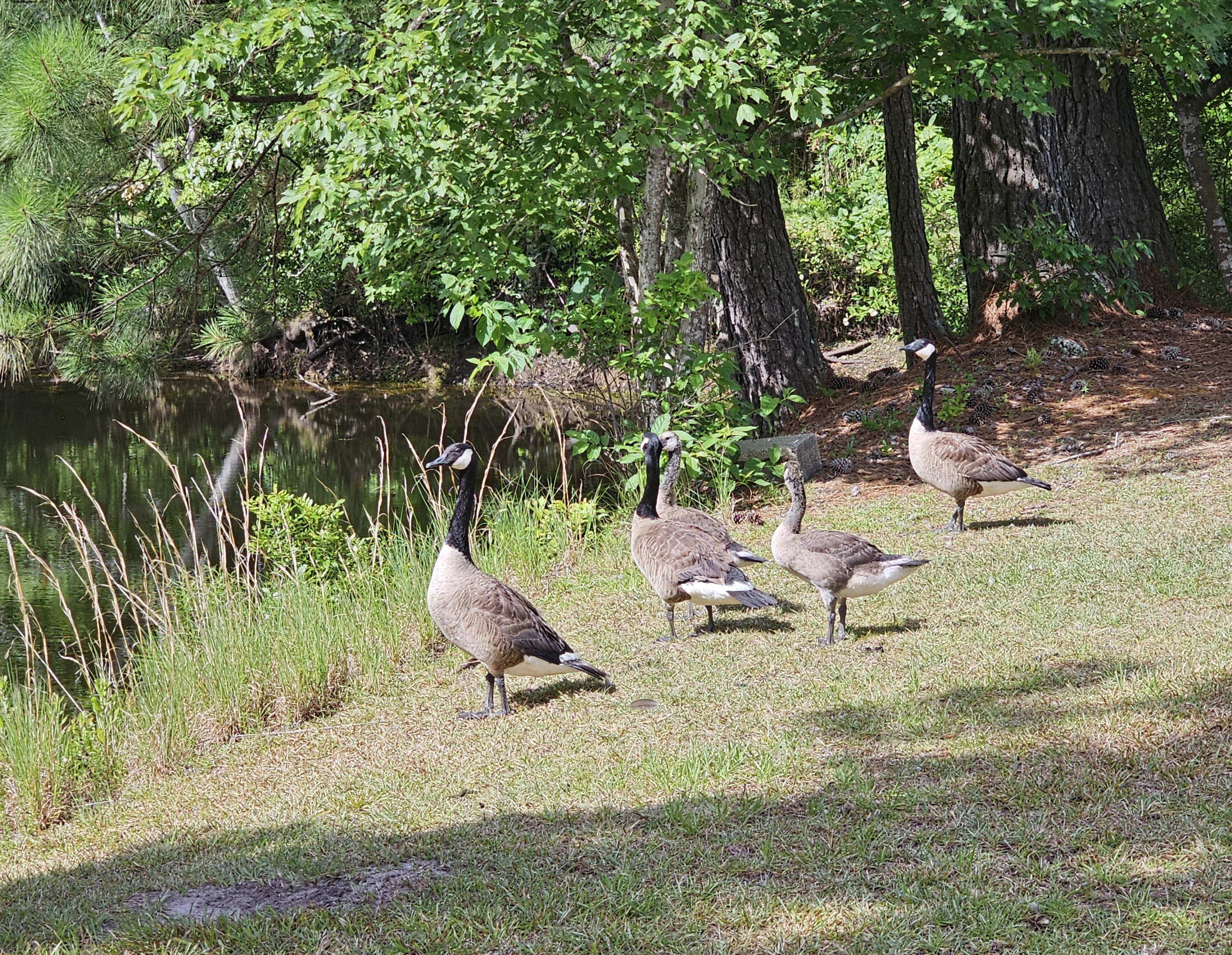 8142 Doar Road Awendaw, SC 29429 - Photo 10 of 31 Geese