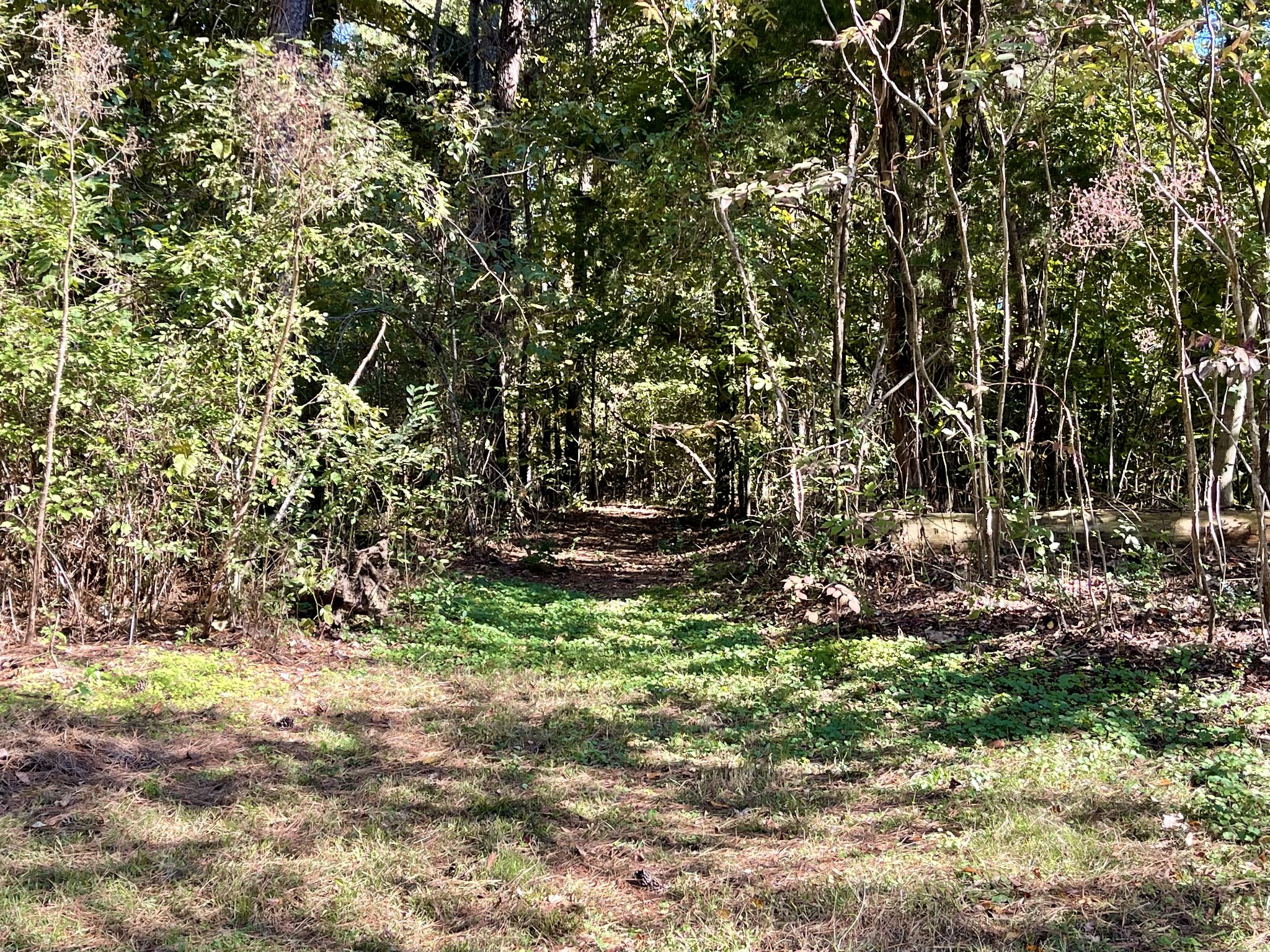 319 Jim Jackson Road Humboldt, TN 38343 - Photo 44 of 63 a view of a tree with a yard
