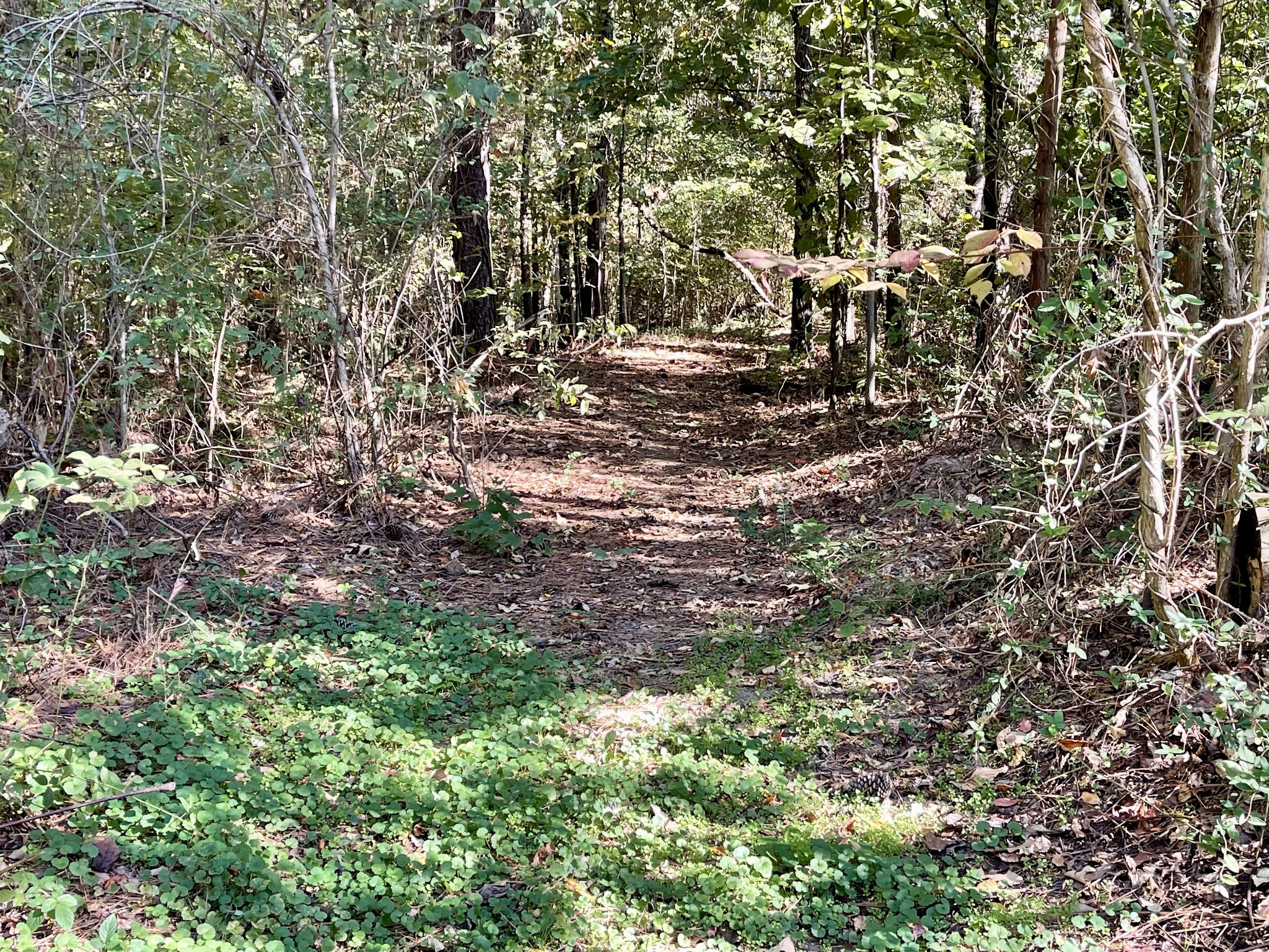 319 Jim Jackson Road Humboldt, TN 38343 - Photo 45 of 63 a view of outdoor space and a yard