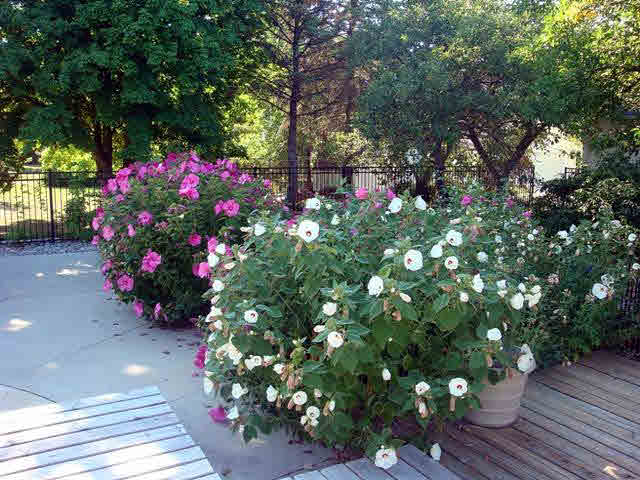 2395 Scofield Carleton Road Carleton, MI 48117 - Photo 12 of 15 fabulous flowers
