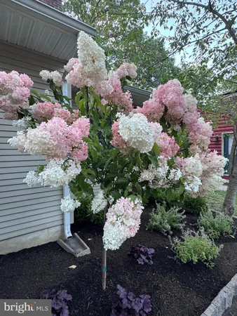 a view of a flowers in a yard