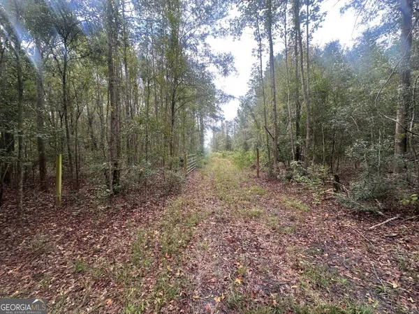 a view of a forest with trees in the background