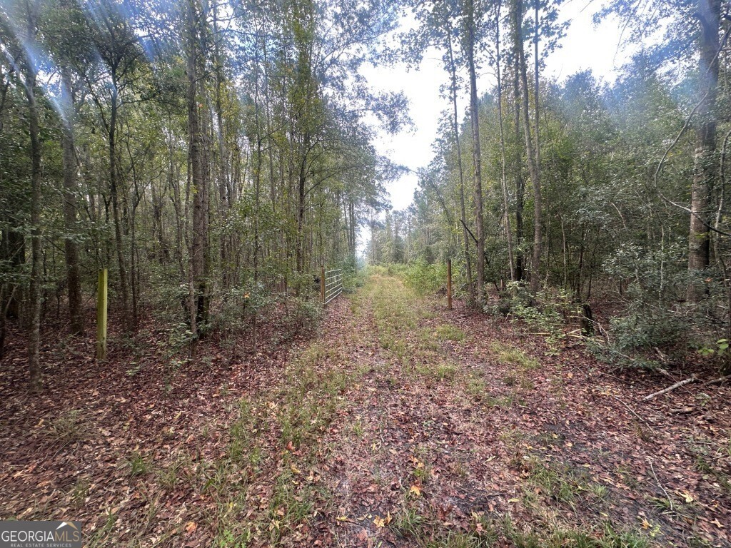 0 Low Ground Road Guyton, GA 31312 - Photo 11 of 17 a view of a forest with trees in the background