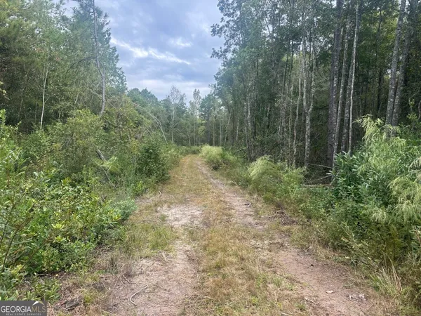 a view of a forest with trees in the background