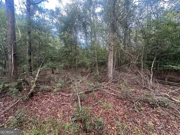 a view of a forest filled with trees