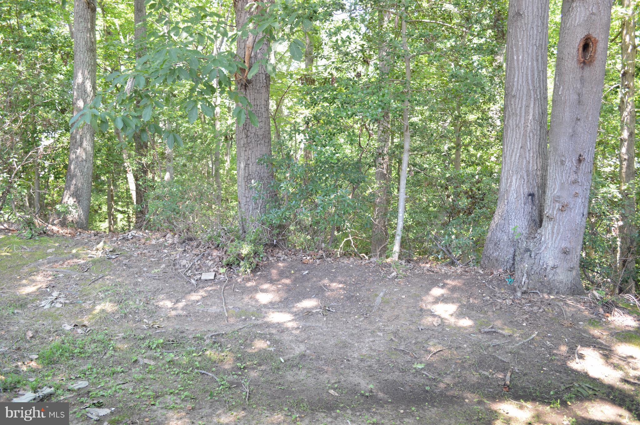 934 Riversedge Circle Annapolis, MD 21401 - Photo 24 of 25 a view of a forest with trees in the background