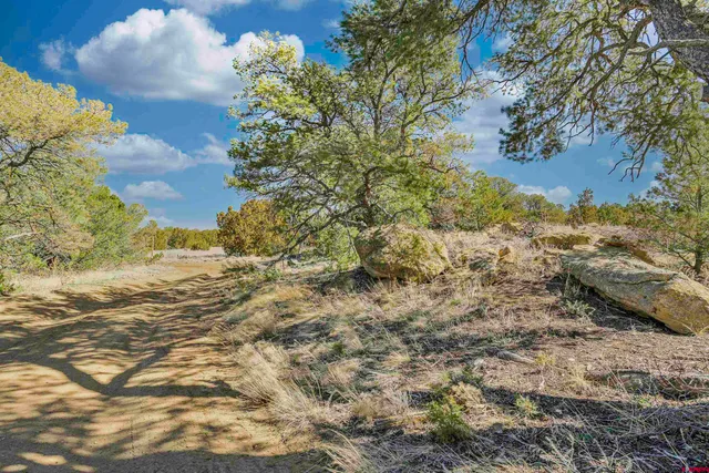a view of a dry yard with trees