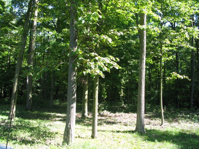 0 Scipio Road Spencerville, IN 46788 - Photo 5 of 8