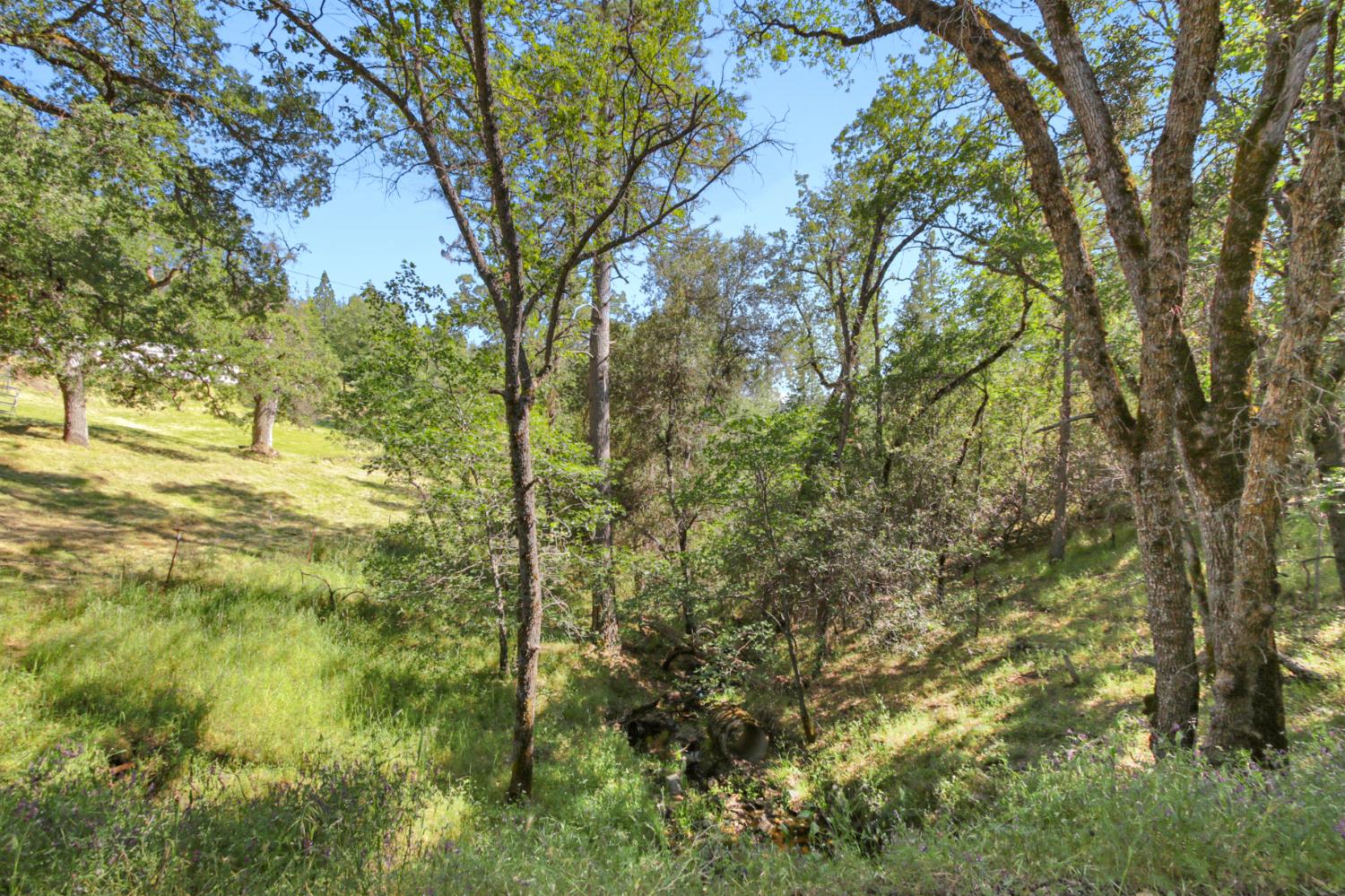 0 Hoot Owl Ravine Road Placerville, CA 95667 - Photo 2 of 20 a view of a yard with large trees