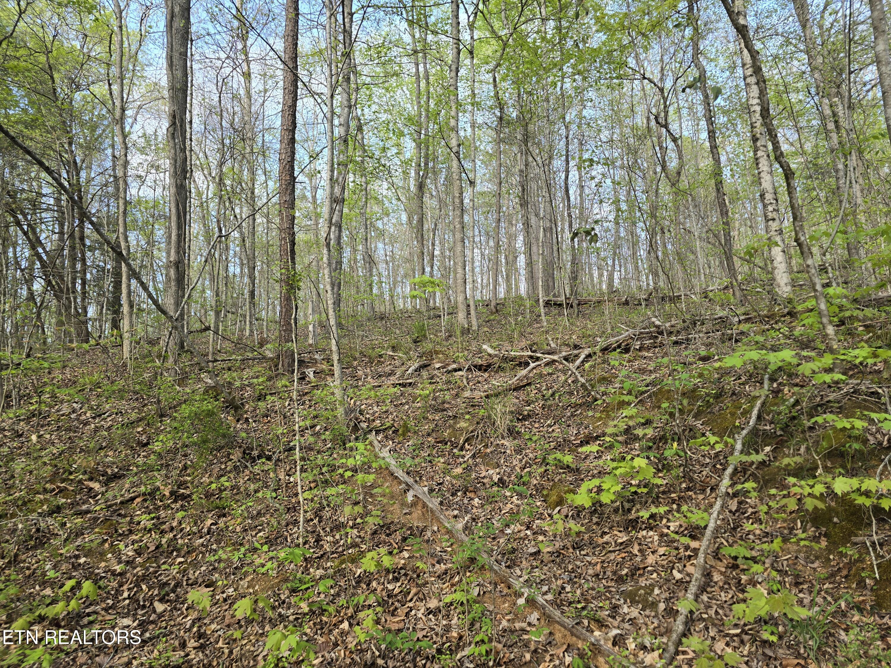 3711 Elm Springs Ridge Washburn, TN 37888 - Photo 32 of 49 20260411_175756