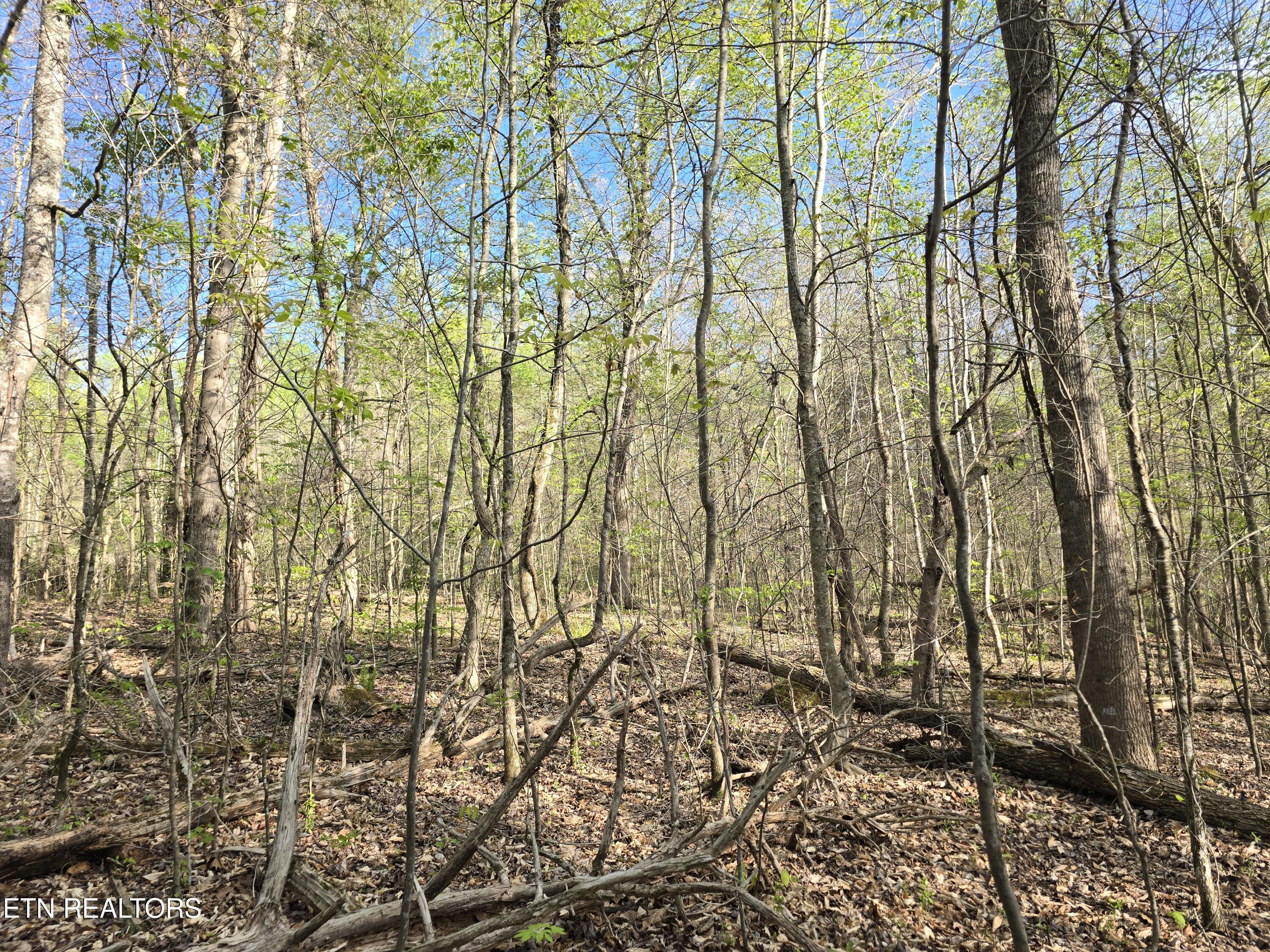 3711 Elm Springs Ridge Washburn, TN 37888 - Photo 33 of 49 20260411_180347