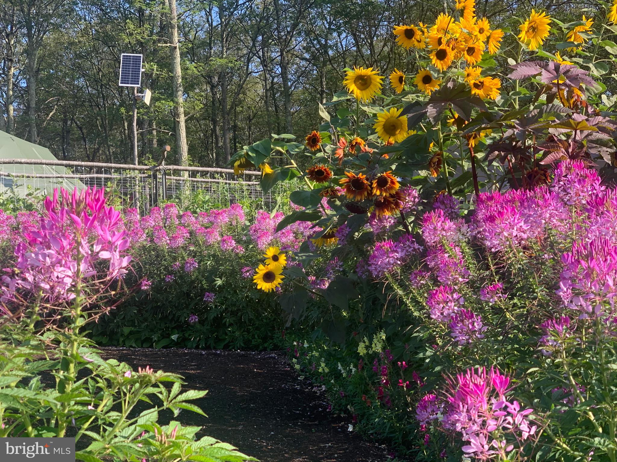 0 Cummins Hill Road Matamoras, PA 18336 - Photo 112 of 116 Vibrant blooms in a sunlit garden.