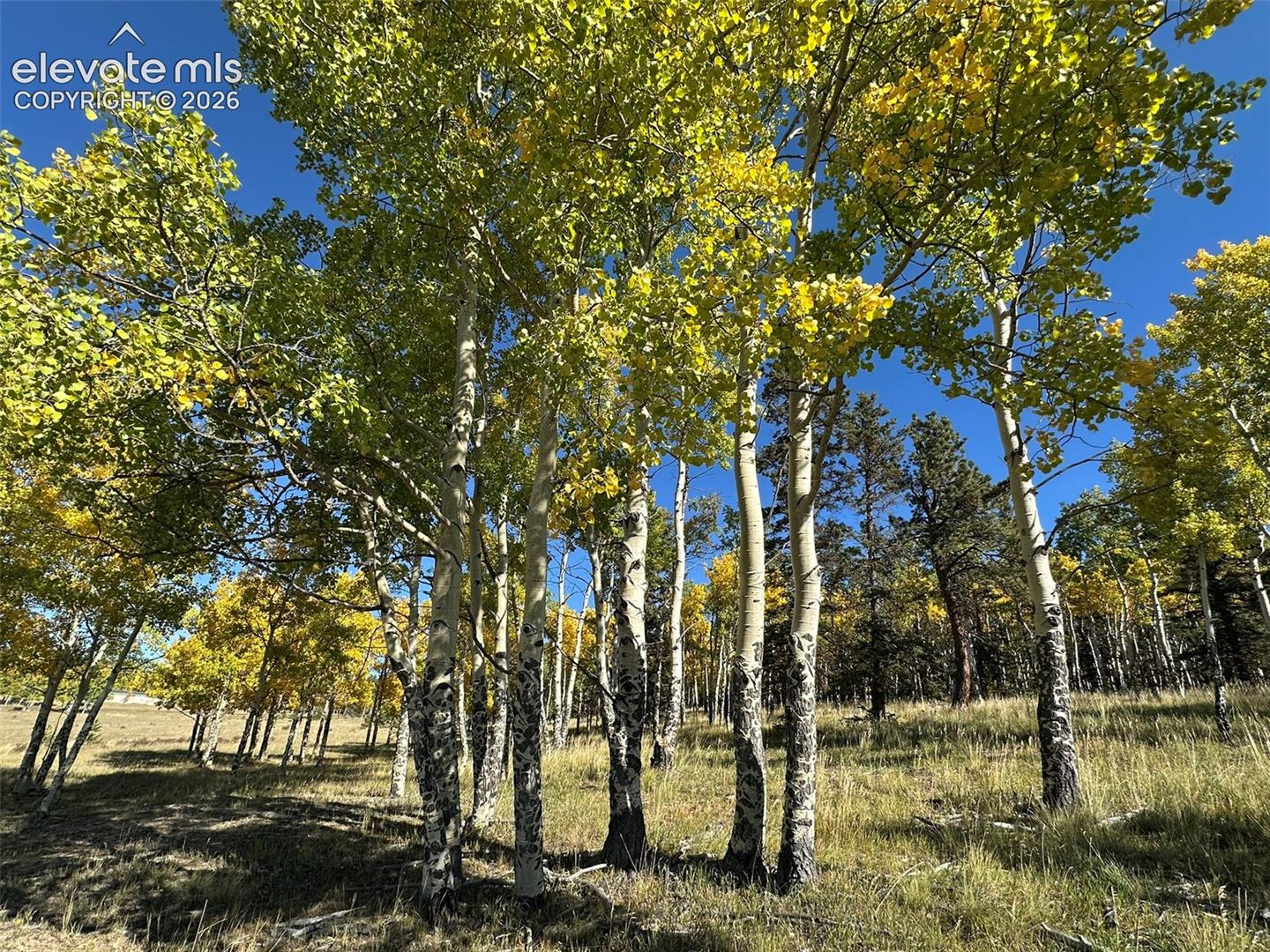 2940 NORTH Rd Divide Divide, CO 80814 - Photo 12 of 27 Gallery Image 12