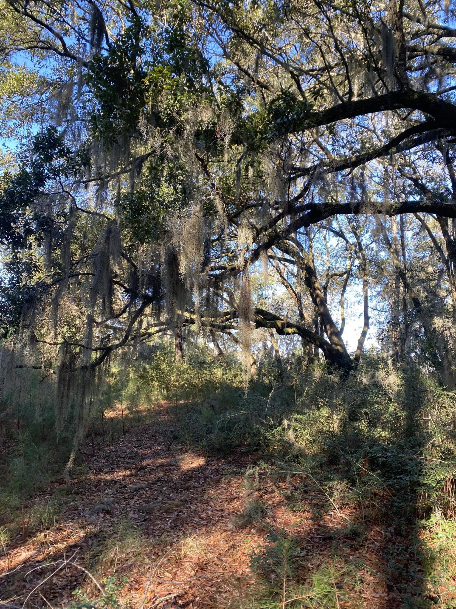 21 Josie Ridge Road Wadmalaw Island, SC 29487 - Photo 22 of 28 IMG_9787