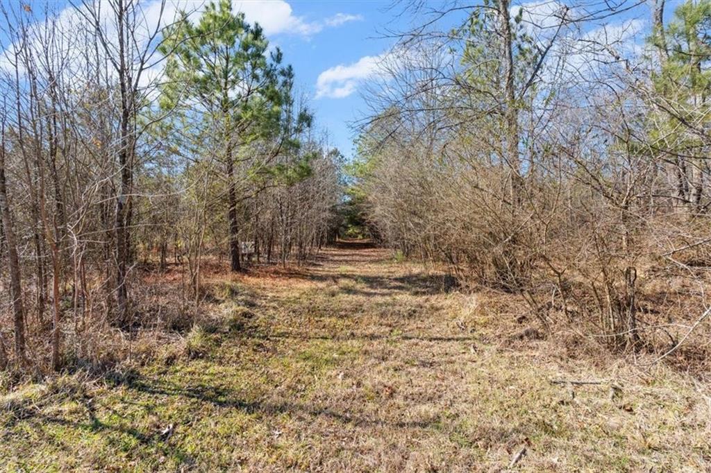 100 South Avery Road Southwest Rome, GA 30165 - Photo 40 of 50 a closeup of a tree