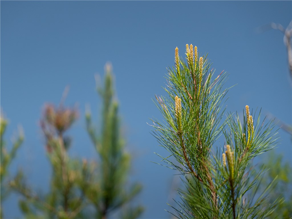 0 Mill Pine Road Central, SC 29630 - Photo 27 of 35