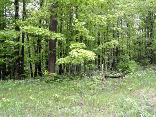 40-acres Cole Road Crandon, WI 54520 - Photo 10 of 10 Gallery Image 10