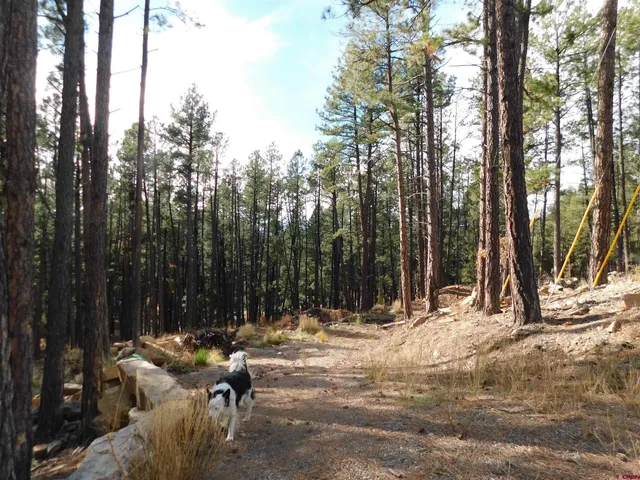 a view of a park with trees