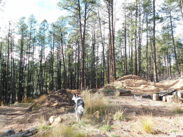 a view of a wooden house with large trees