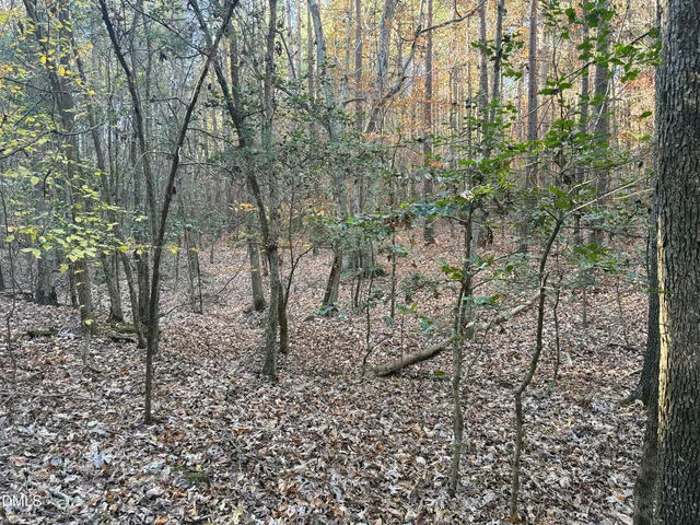 a view of a yard with large trees
