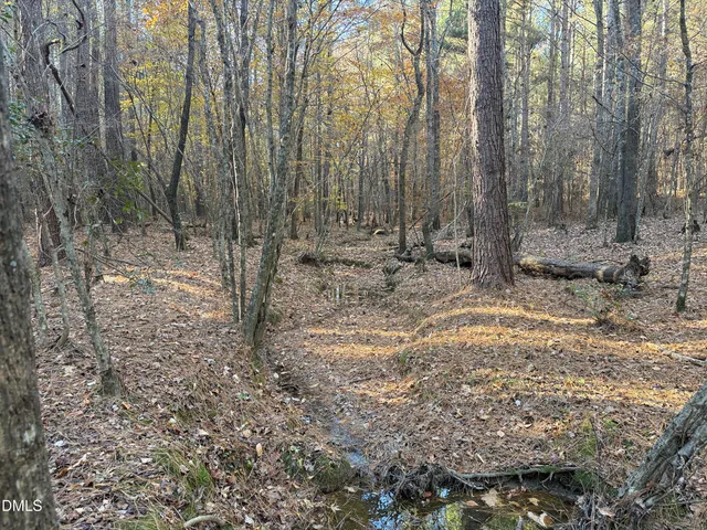 a view of a forest with trees in the background