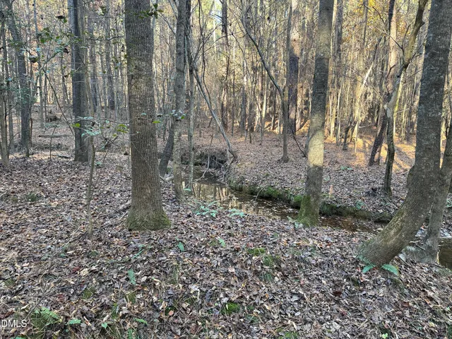 a view of a forest filled with trees