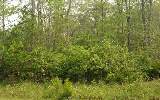 Lot 68 Doubloon Way Yulee, FL 32097 - Photo 1 of 1 Gallery Image 1