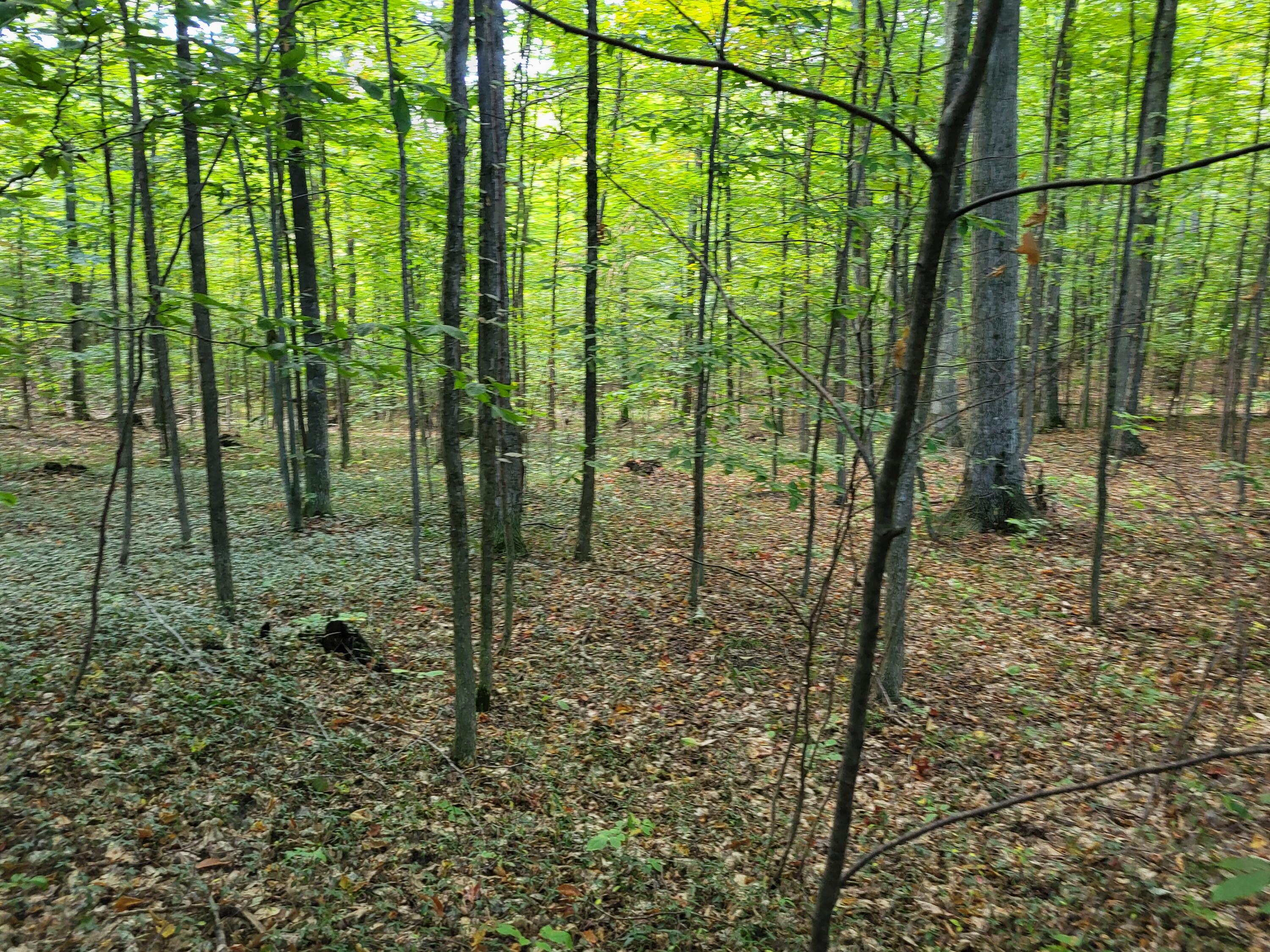 7045 King Road Benzonia, MI 49616 - Photo 20 of 38 20240923_103915