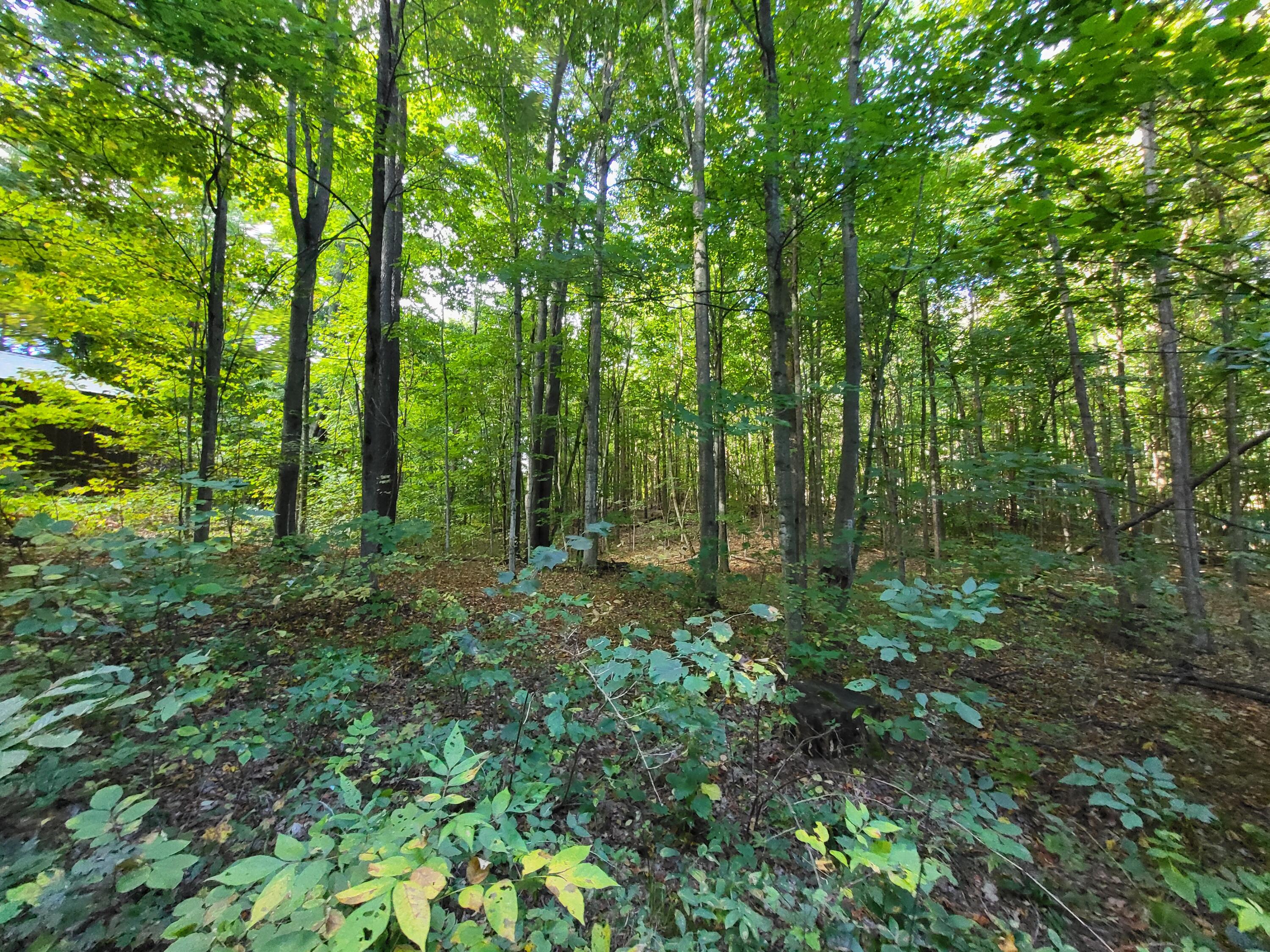 7045 King Road Benzonia, MI 49616 - Photo 24 of 38 20240923_104018