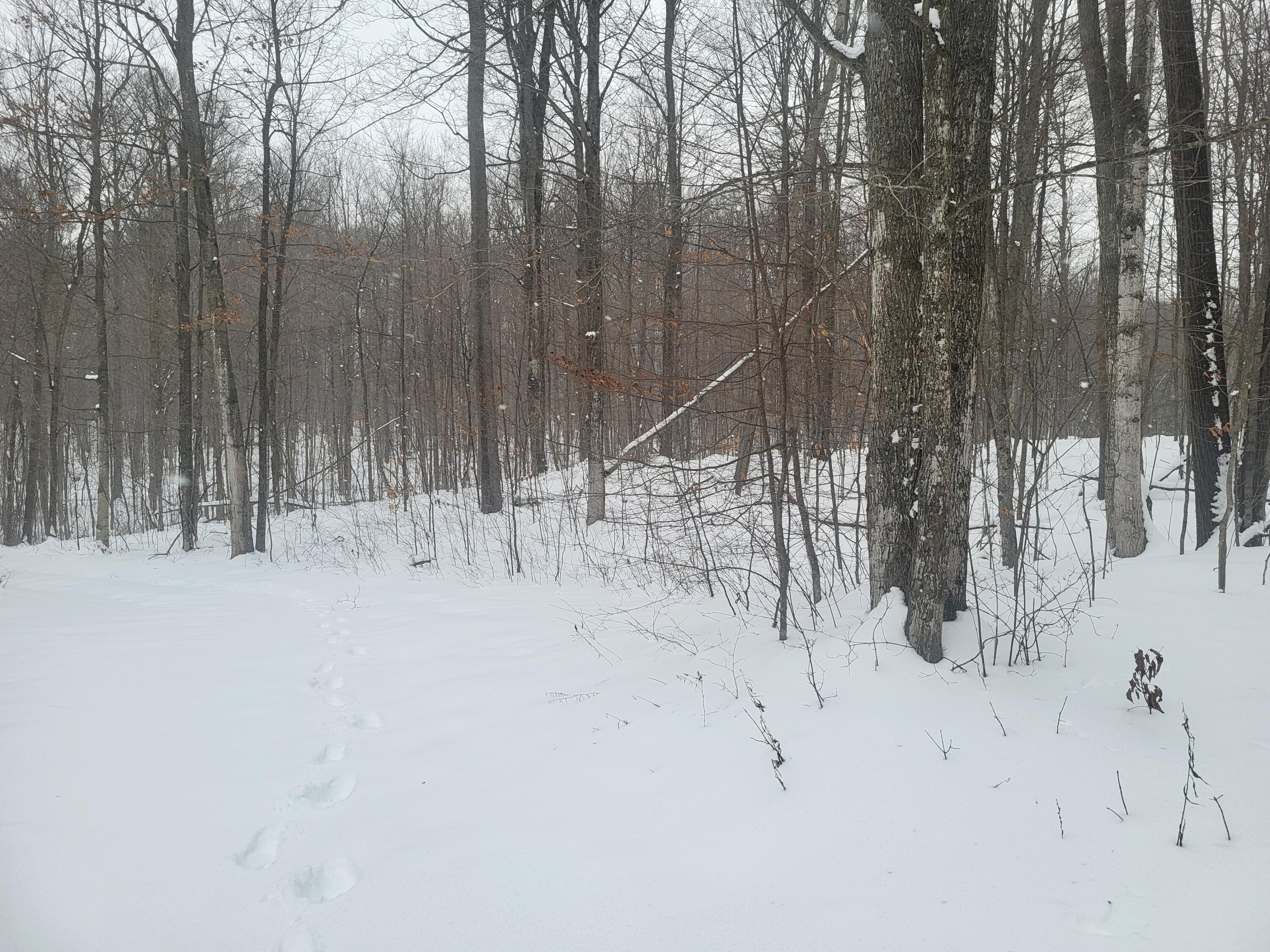 7045 King Road Benzonia, MI 49616 - Photo 38 of 38 20241206_134818