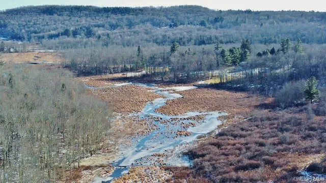 a view of a dry forest