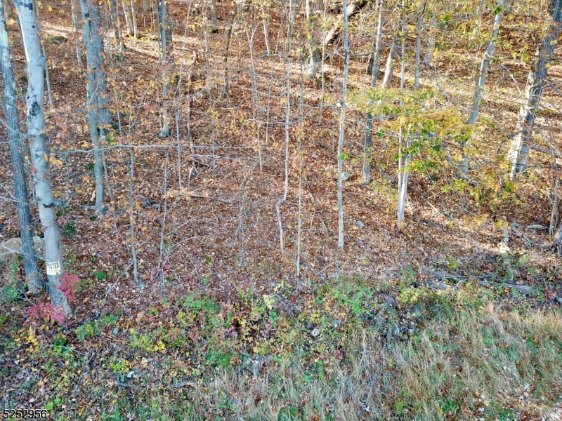 26 Dickerson Road Augusta, NJ 07822 - Photo 7 of 7 a close up of a plant