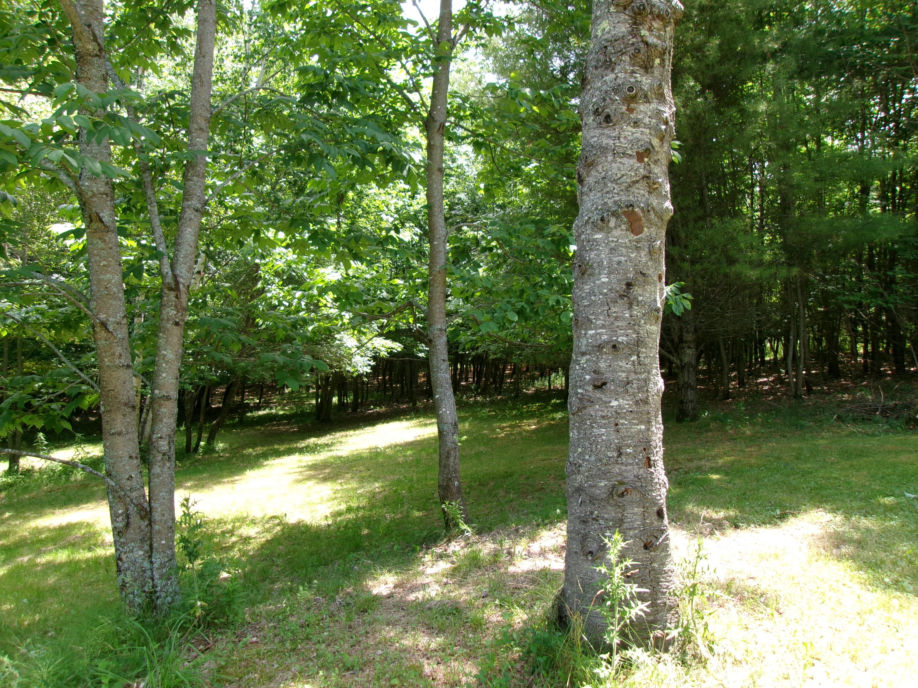 76 Gile Road Kents Hill, ME 04349 - Photo 33 of 34 Woods